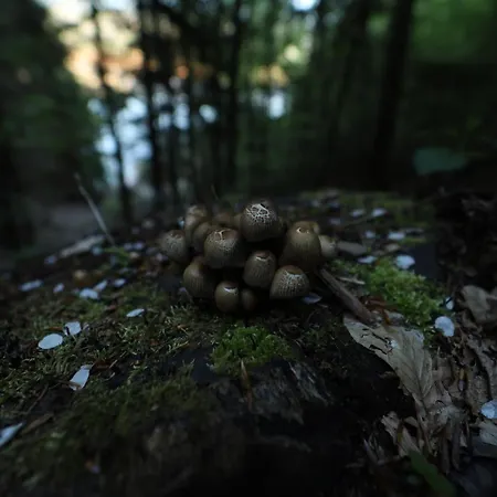 Planinska Kuca Bubi - Tara, Zaovine. Casa de Férias Jezdici
