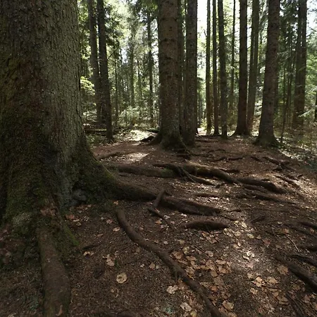 Planinska Kuca Bubi - Tara, Zaovine. *