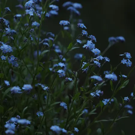 Planinska Kuca Bubi - Tara, Zaovine. Jezdici