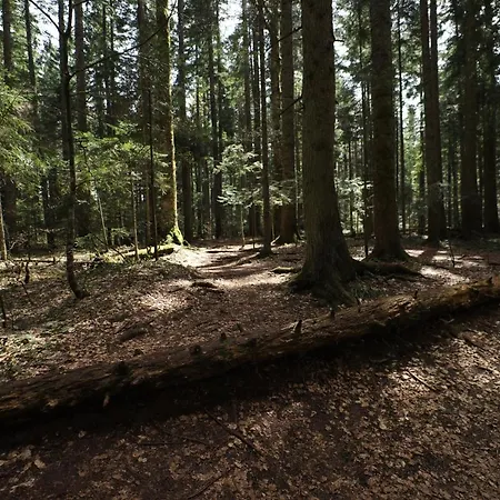 Planinska Kuca Bubi - Tara, Zaovine.