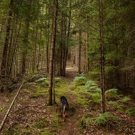 Casa de Férias Planinska Kuca Bubi - Tara, Zaovine.
