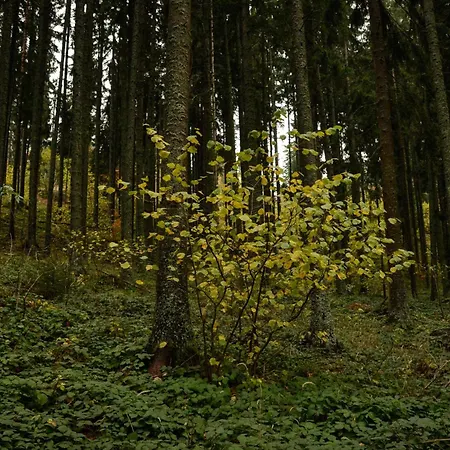 Planinska Kuca Bubi - Tara, Zaovine. Casa de Férias Jezdici