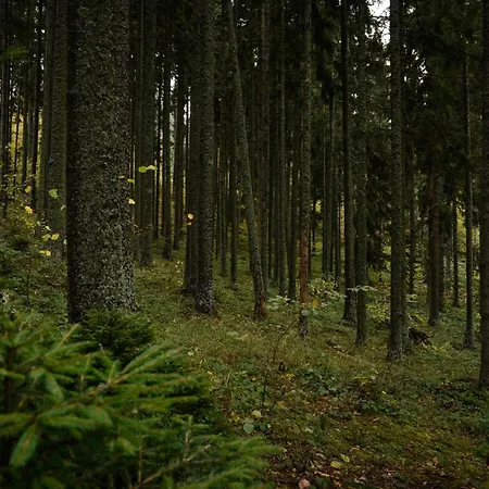 Planinska Kuca Bubi - Tara, Zaovine. Jezdici