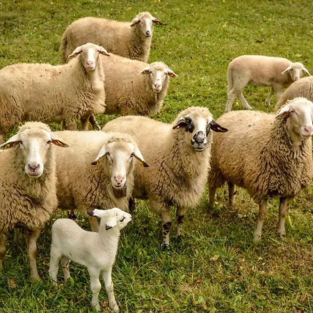Planinska Kuca Bubi - Tara, Zaovine. Casa de Férias