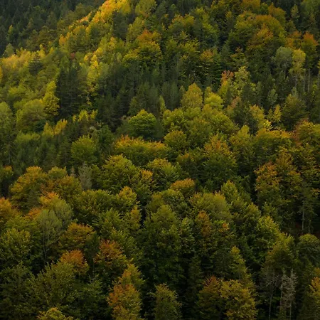 Planinska Kuca Bubi - Tara, Zaovine. Jezdici