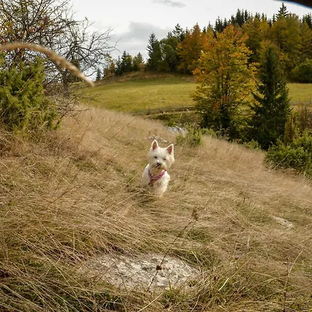 Planinska Kuca Bubi - Tara, Zaovine.